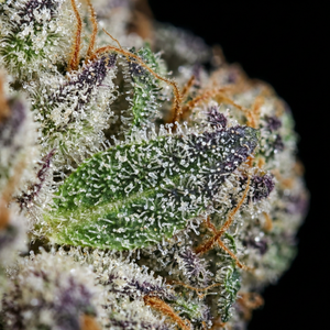 Super Freak