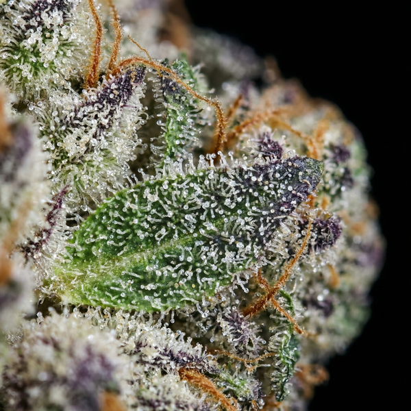 Super Freak