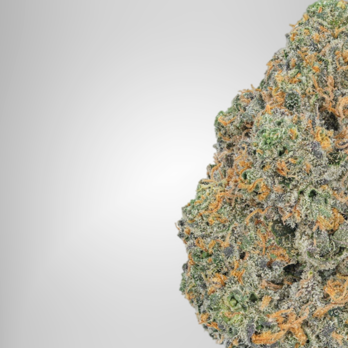 Close-up of a cannabis bud with orange trichomes and green colors on a white background Official Farmacy weed online